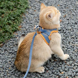 Vue de dos chat portant un harnais chat orange bleu | Kittyvest