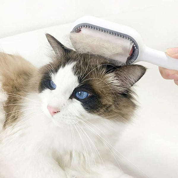 Brosse pour poils de chat avec lingette sur la tête du chat